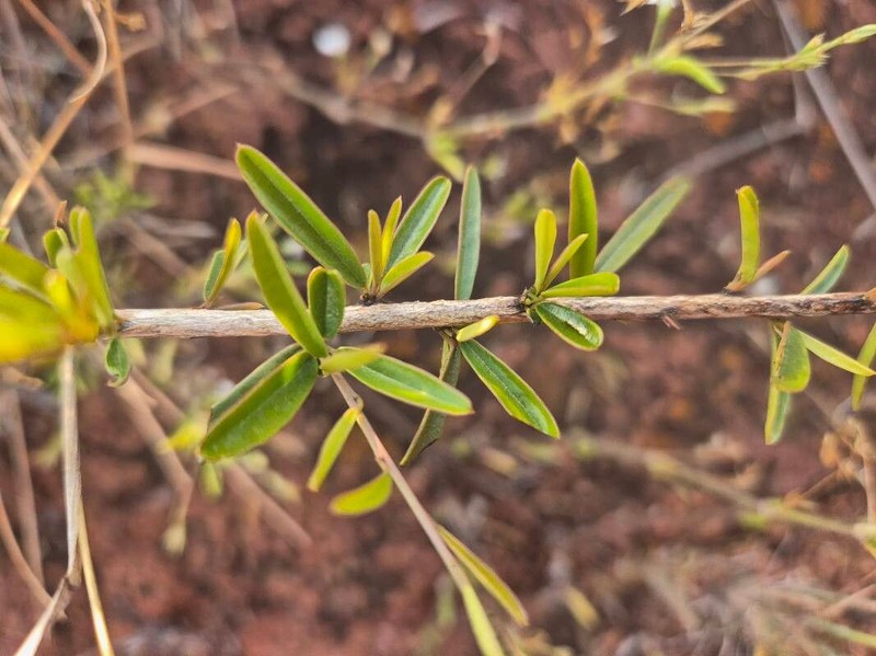 Maerua endlichii photo 7