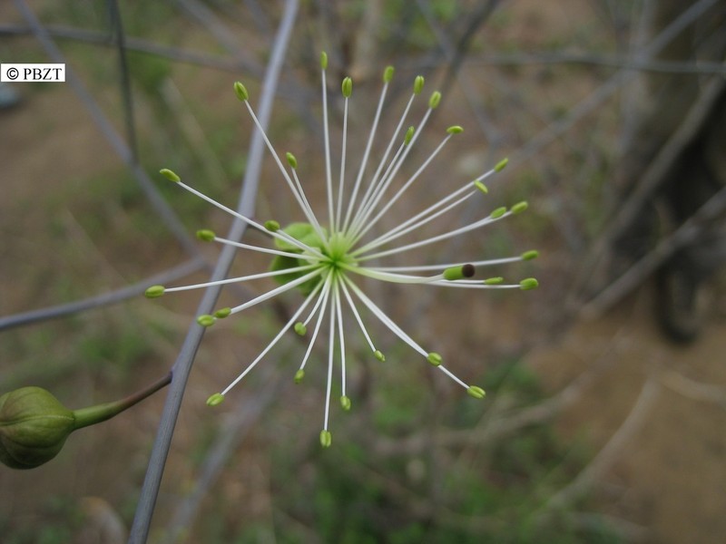 Maerua filiformis