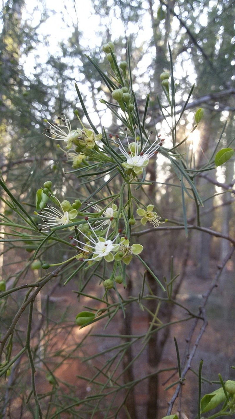 Maerua filiformis photo 2