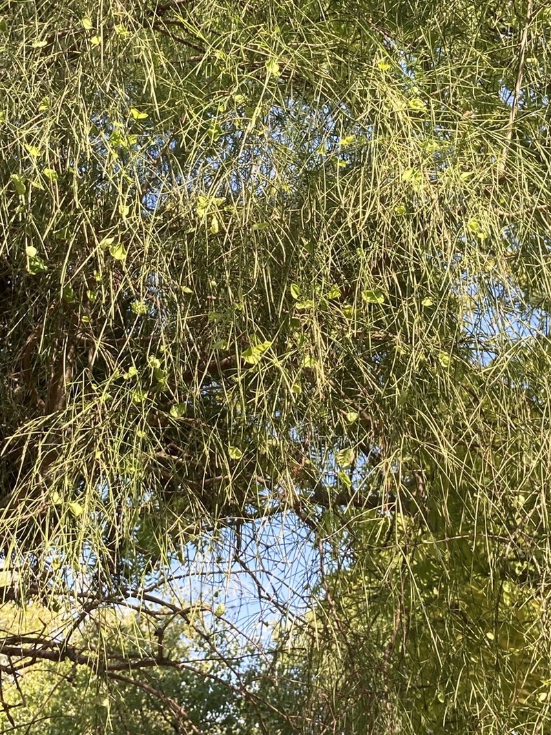 Maerua filiformis photo 3
