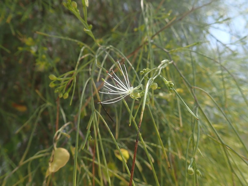 Maerua filiformis photo 5