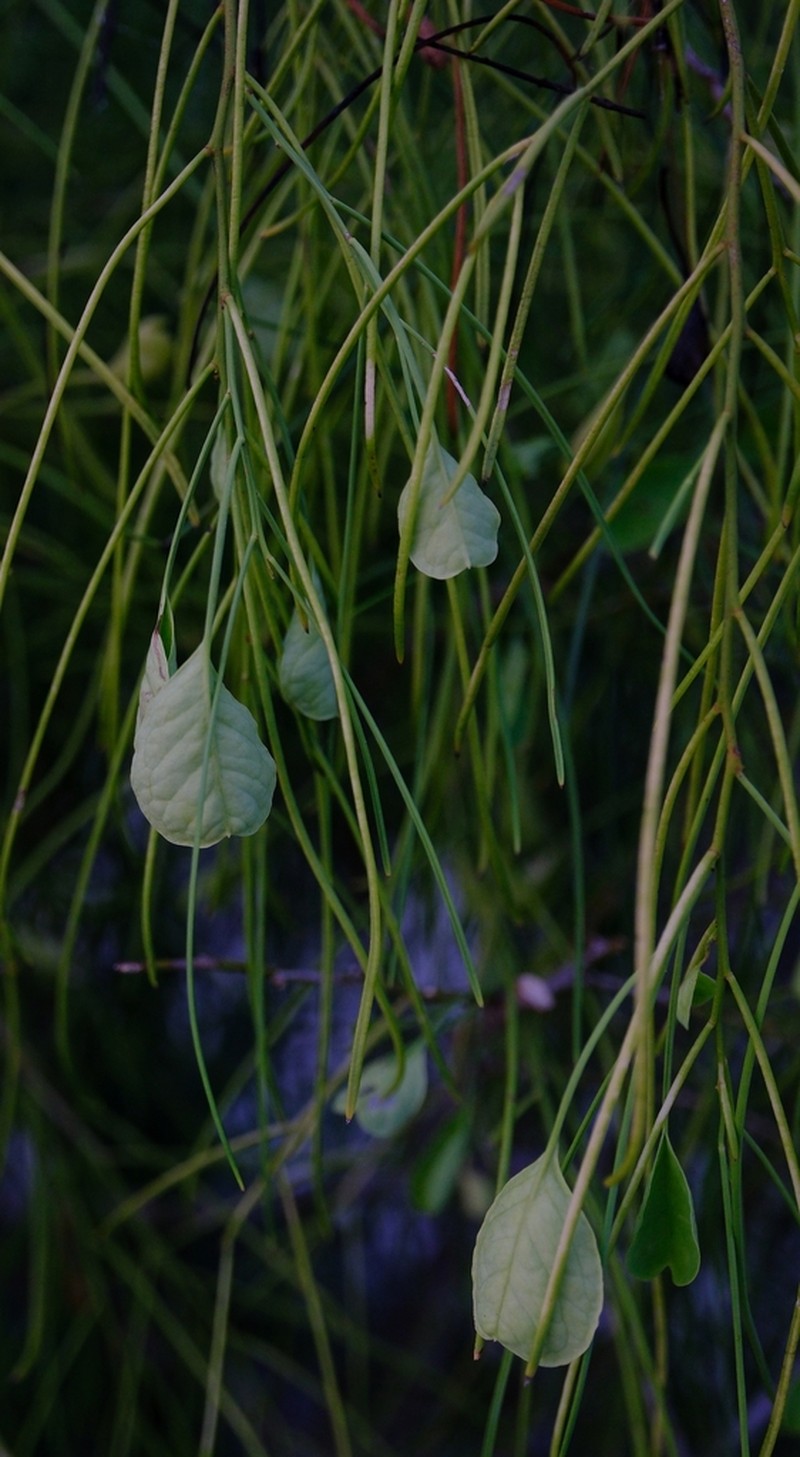 Maerua filiformis photo 6