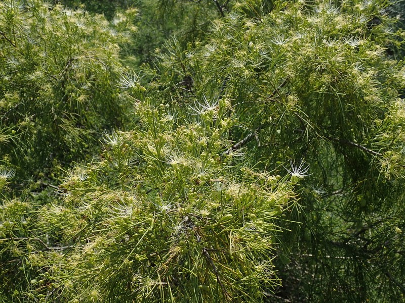 Maerua filiformis photo 7