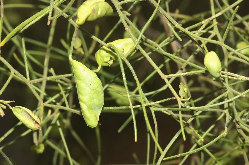 Maerua filiformis photo 8