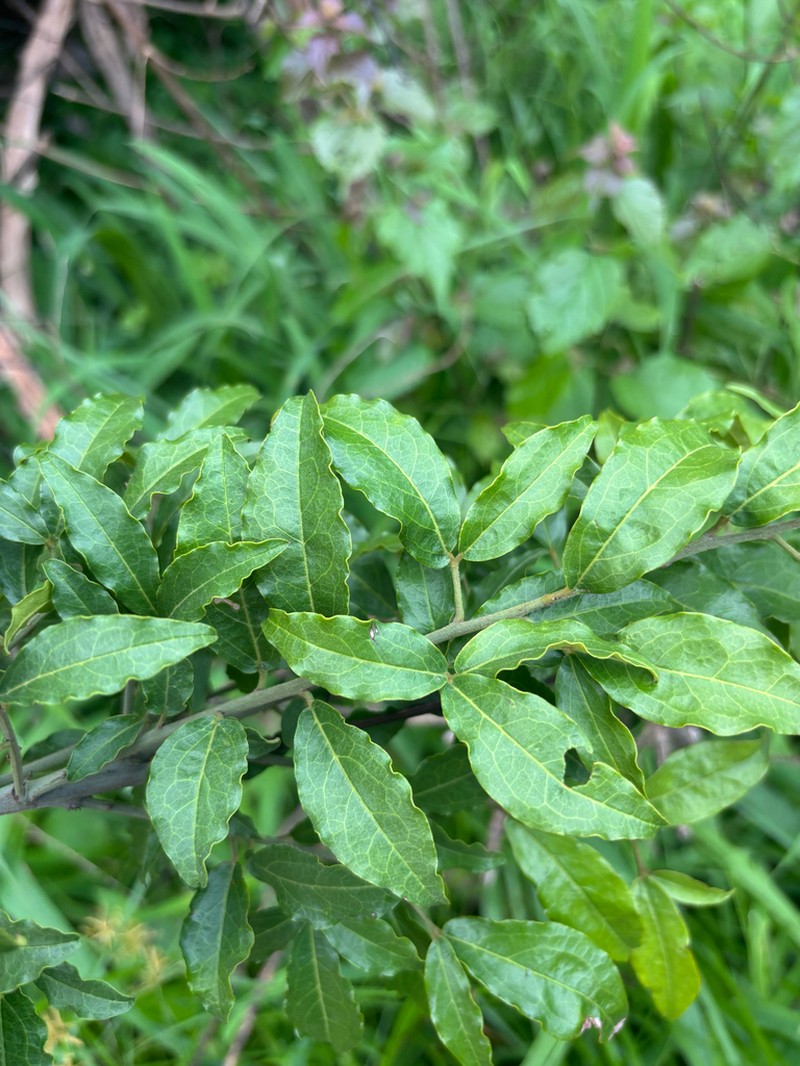 Maerua friesii