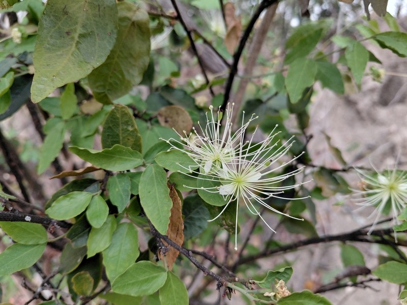 Maerua friesii photo 3