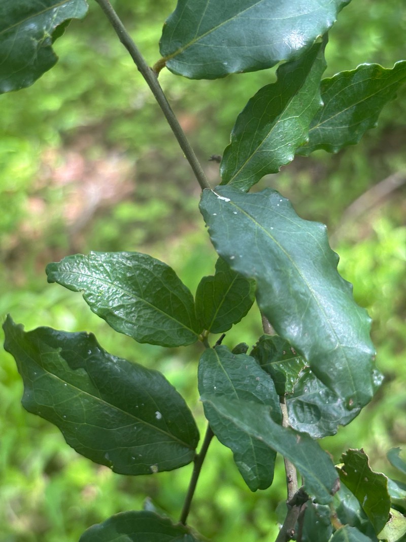 Maerua friesii photo 4
