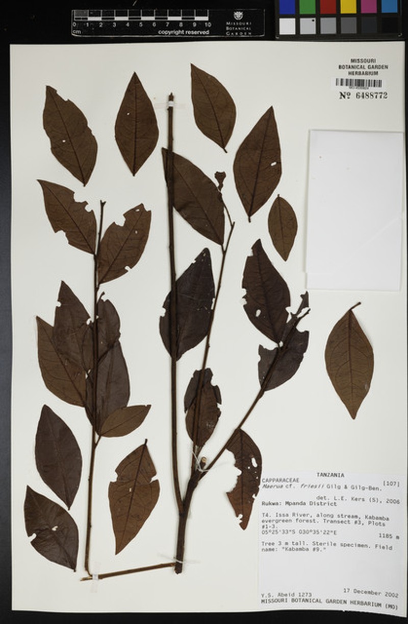 Maerua friesii photo 6