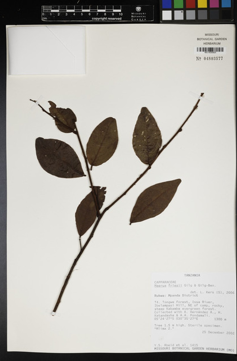 Maerua friesii photo 7