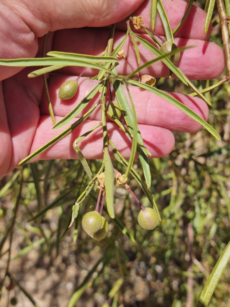 Maerua gilgii photo 4