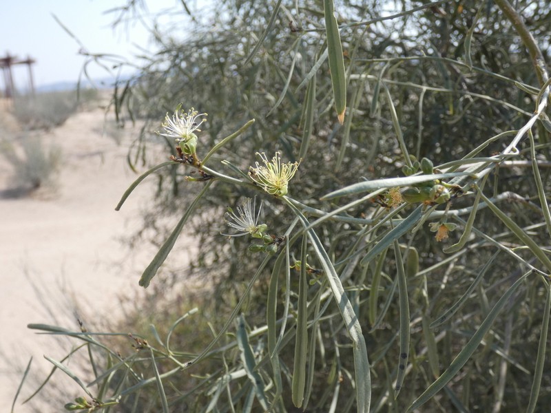 Maerua gilgii photo 5