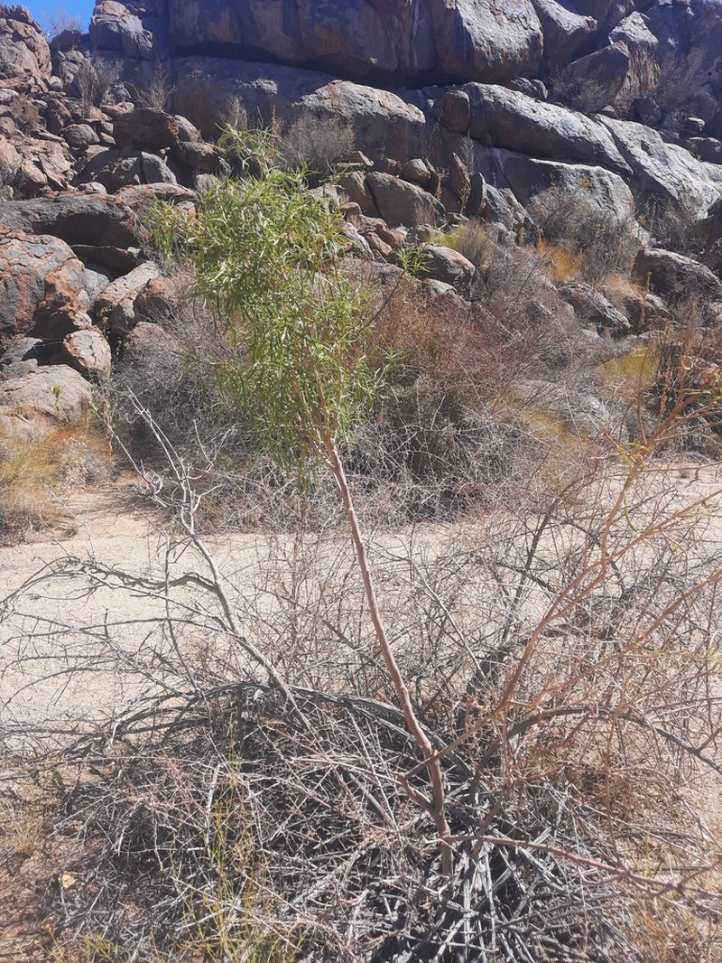 Maerua gilgii photo 6