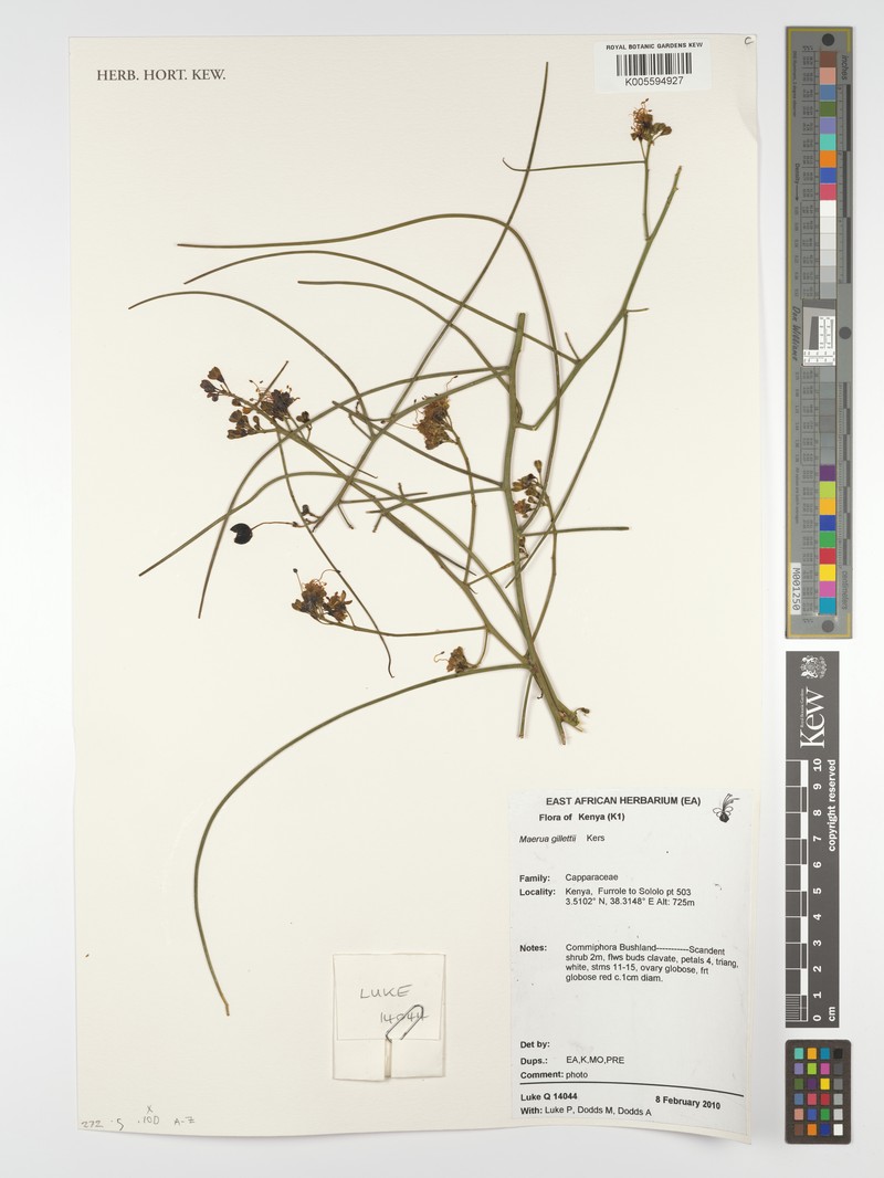 Maerua gillettii photo 2