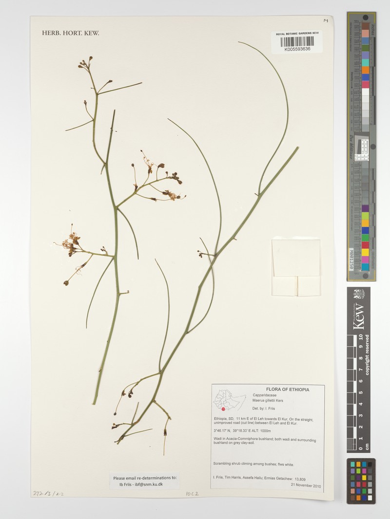 Maerua gillettii photo 3