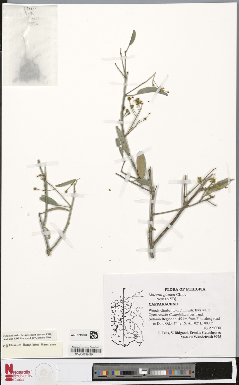 Maerua glauca