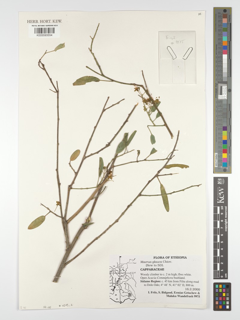 Maerua glauca photo 2