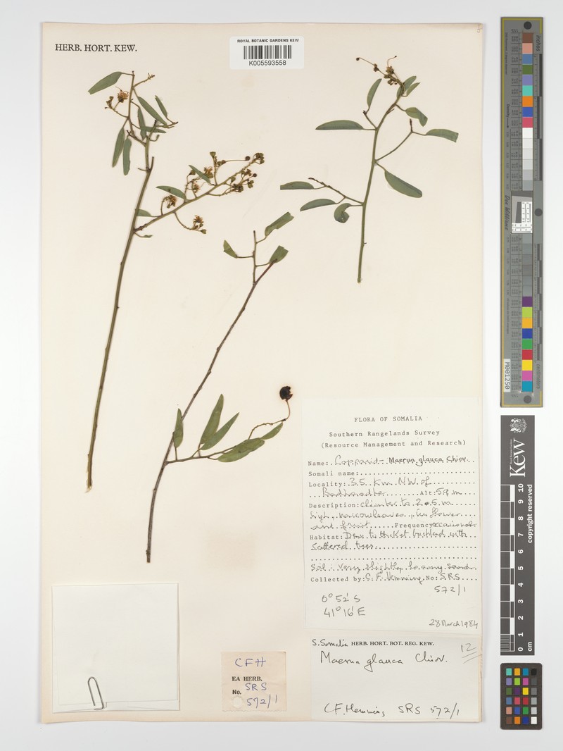 Maerua glauca photo 3