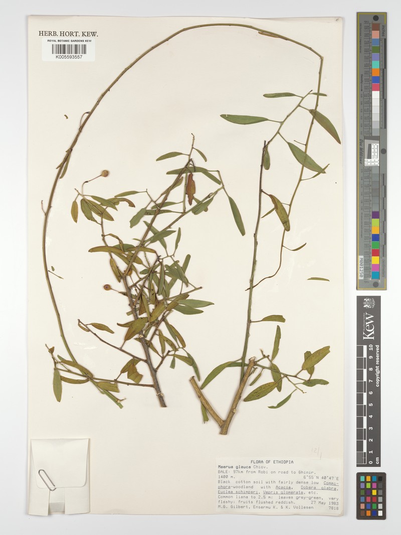 Maerua glauca photo 4