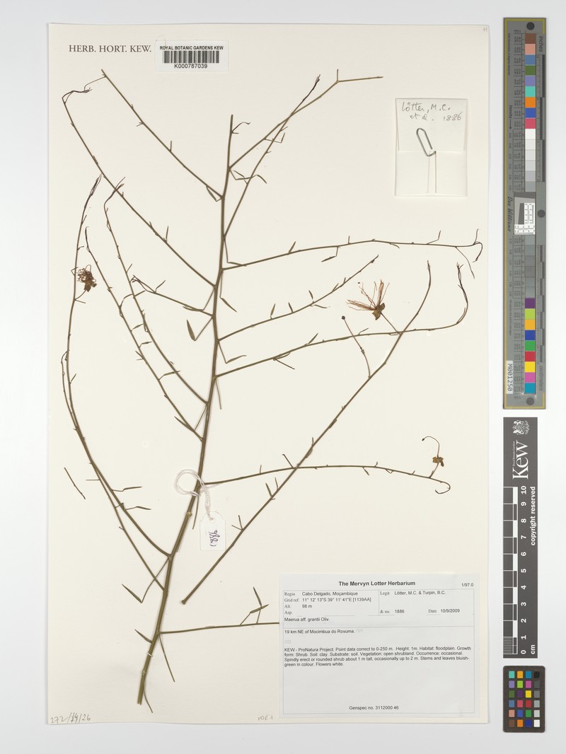 Maerua grantii