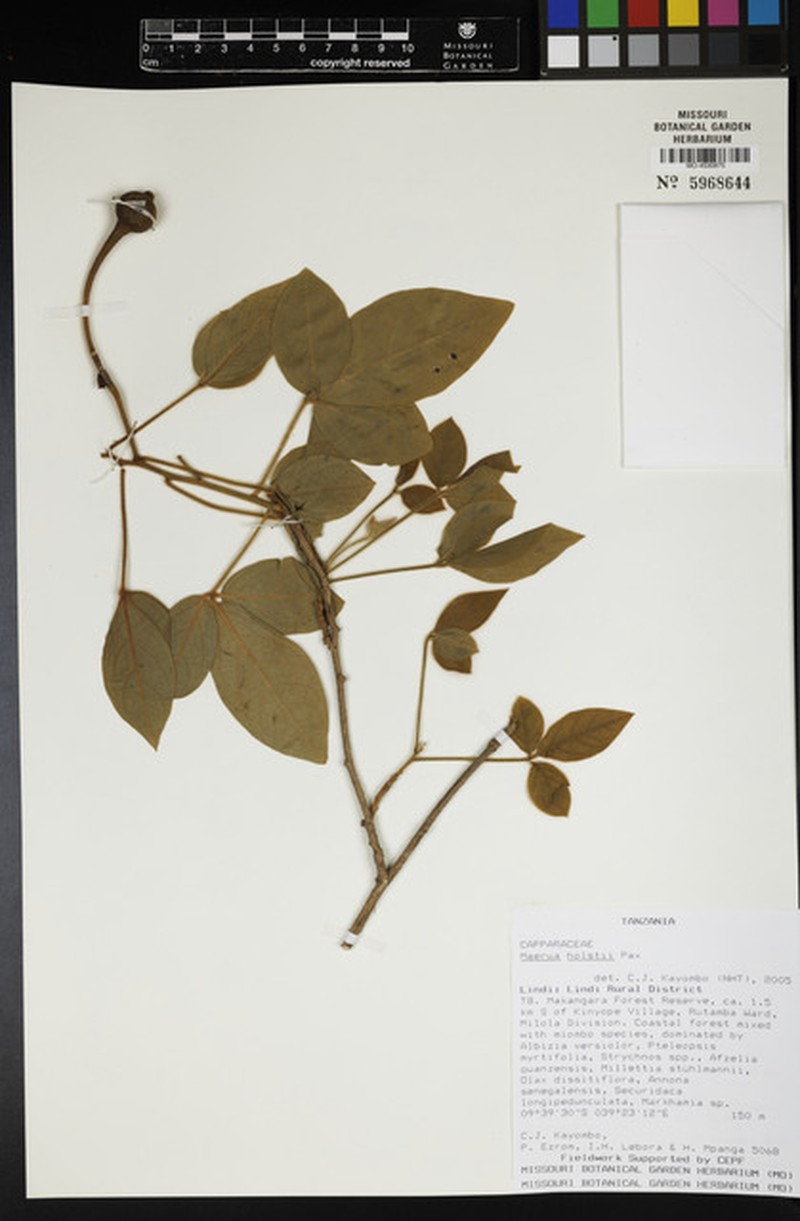 Maerua holstii