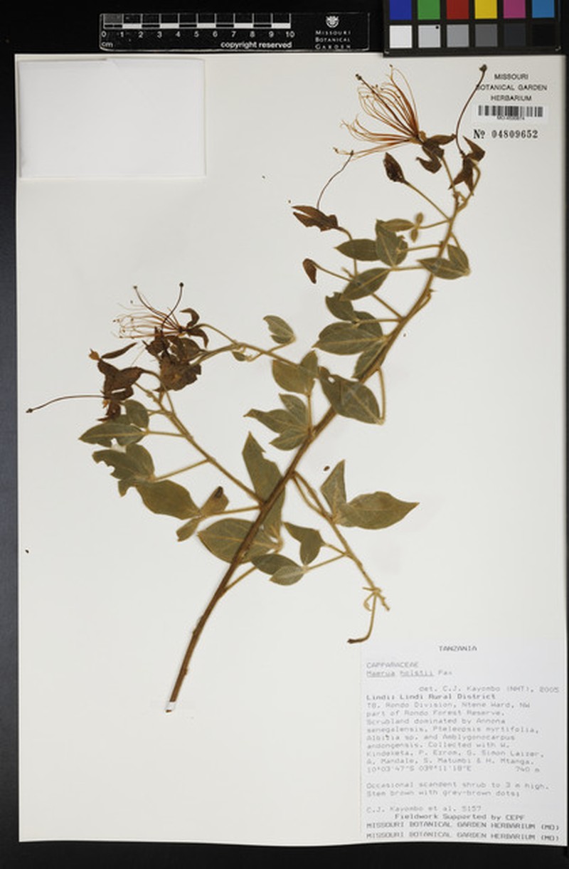Maerua holstii photo 2