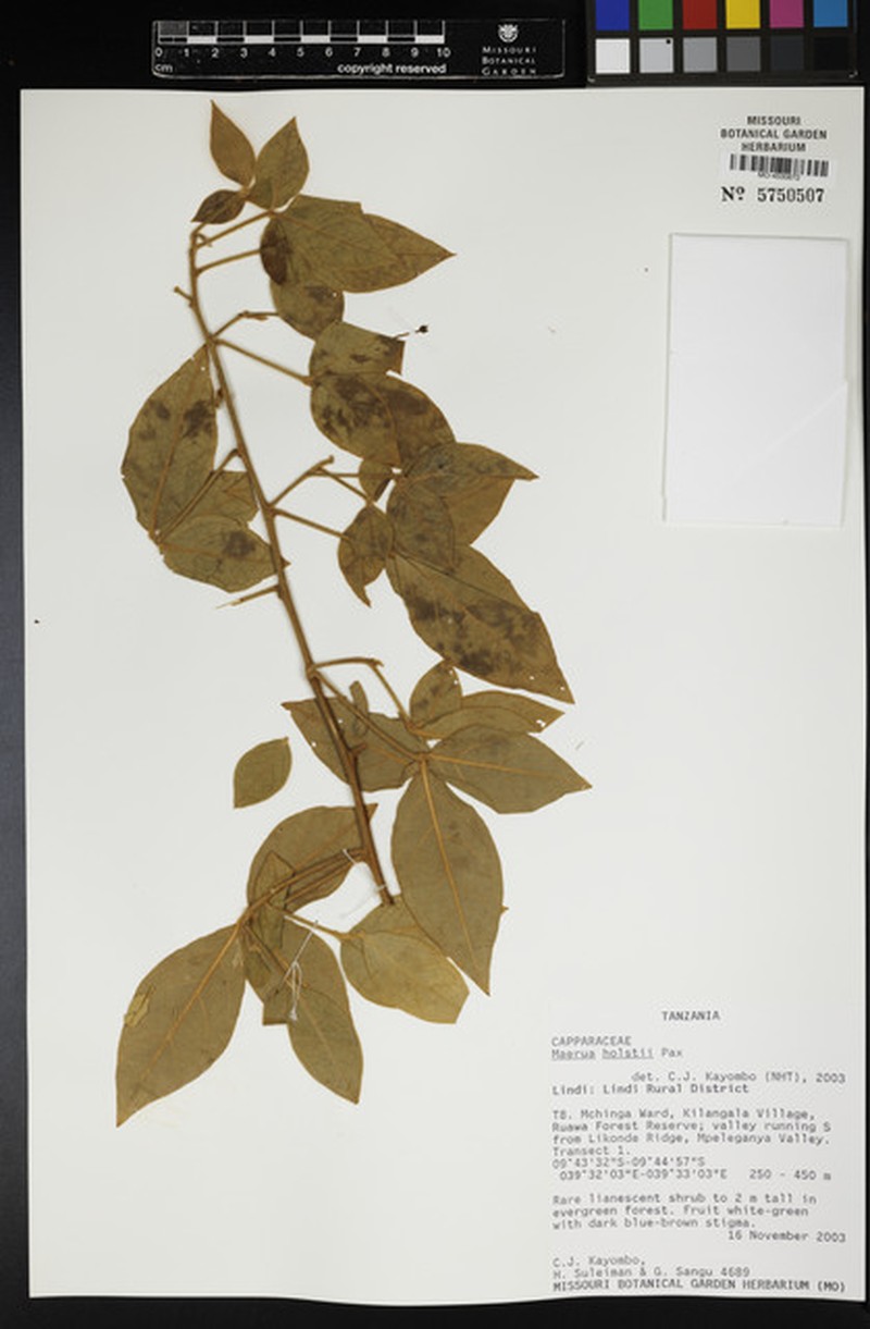 Maerua holstii photo 3