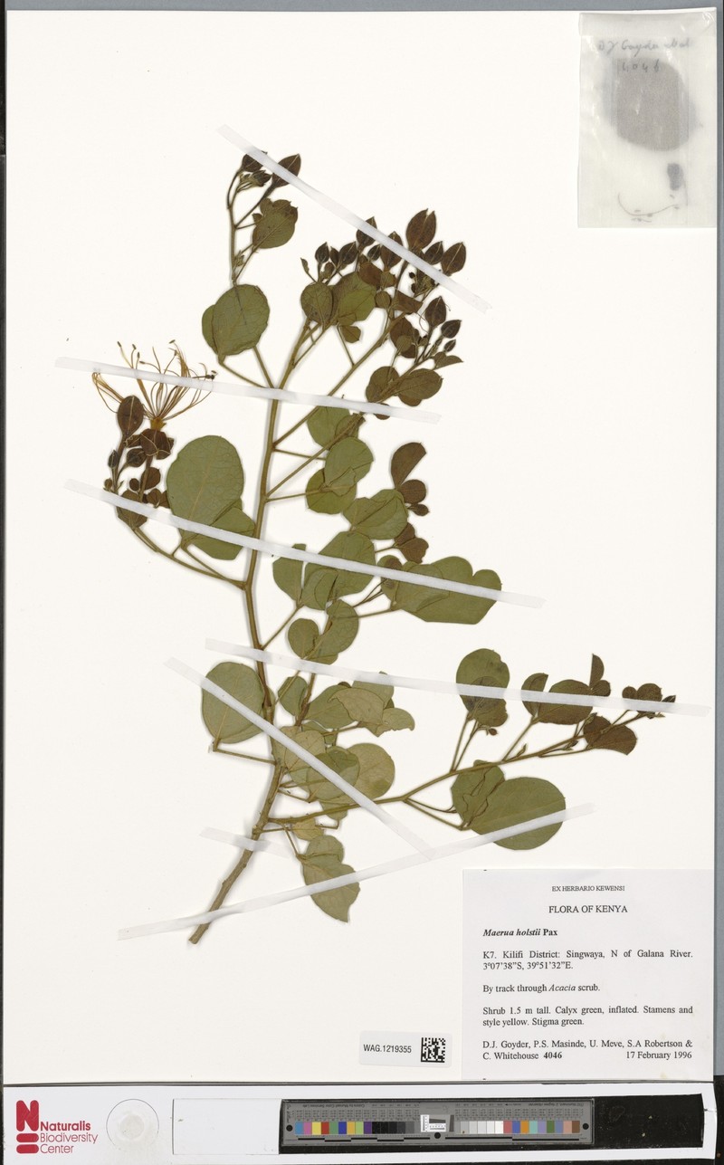 Maerua holstii photo 4