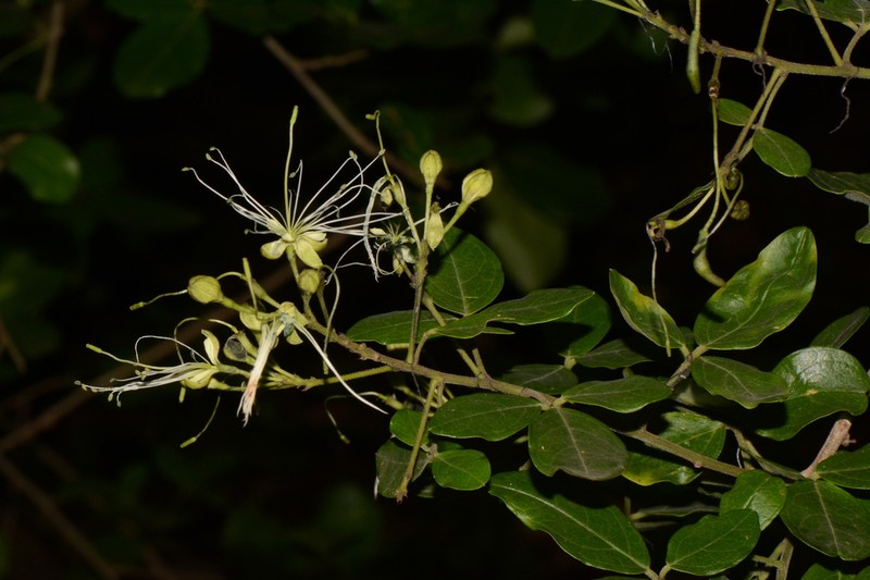 Maerua homblei