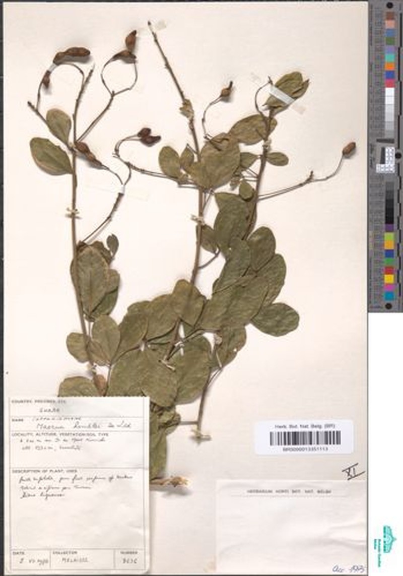 Maerua homblei photo 2
