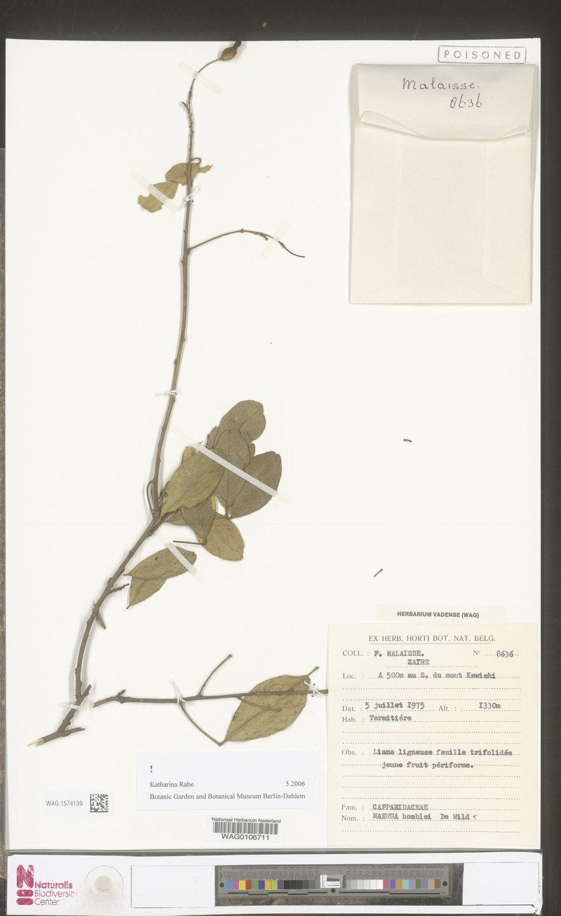 Maerua homblei photo 3