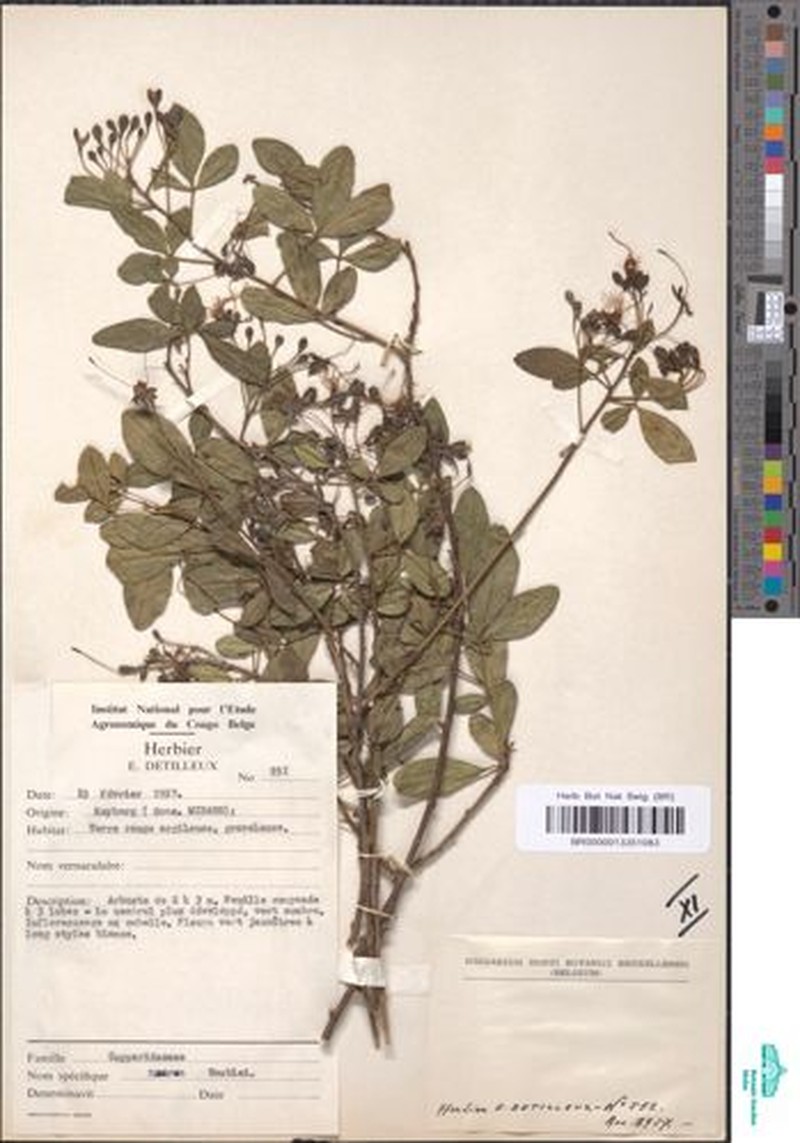 Maerua homblei photo 4