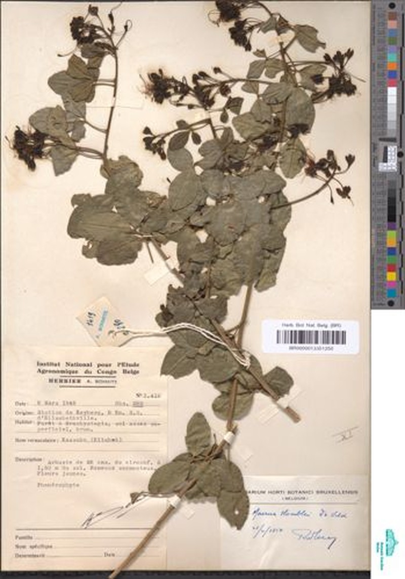 Maerua homblei photo 5