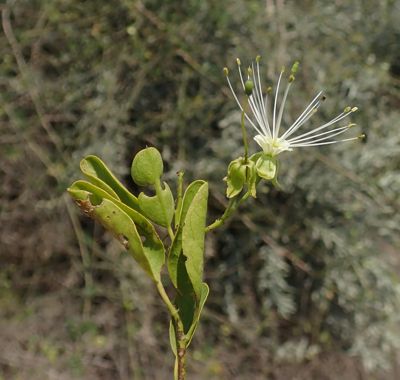 Maerua humbertii