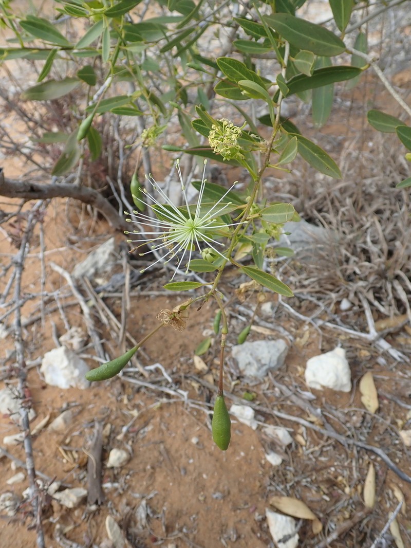 Maerua humbertii photo 3