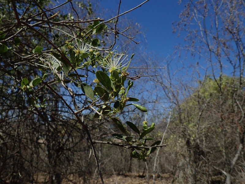 Maerua humbertii photo 4