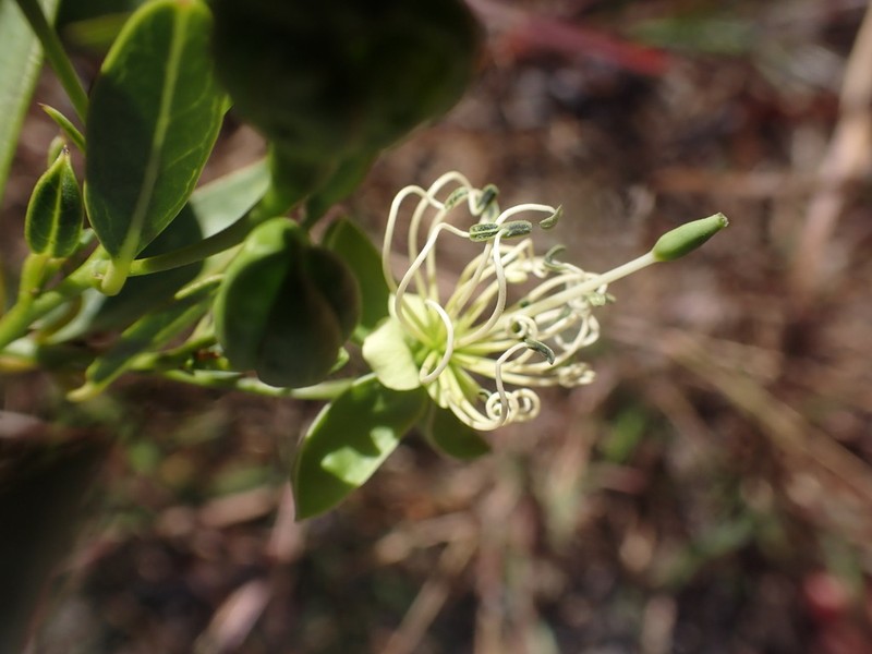 Maerua humbertii photo 5