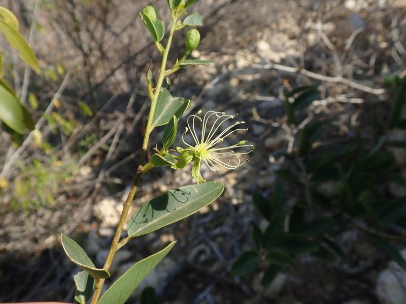 Maerua humbertii photo 6