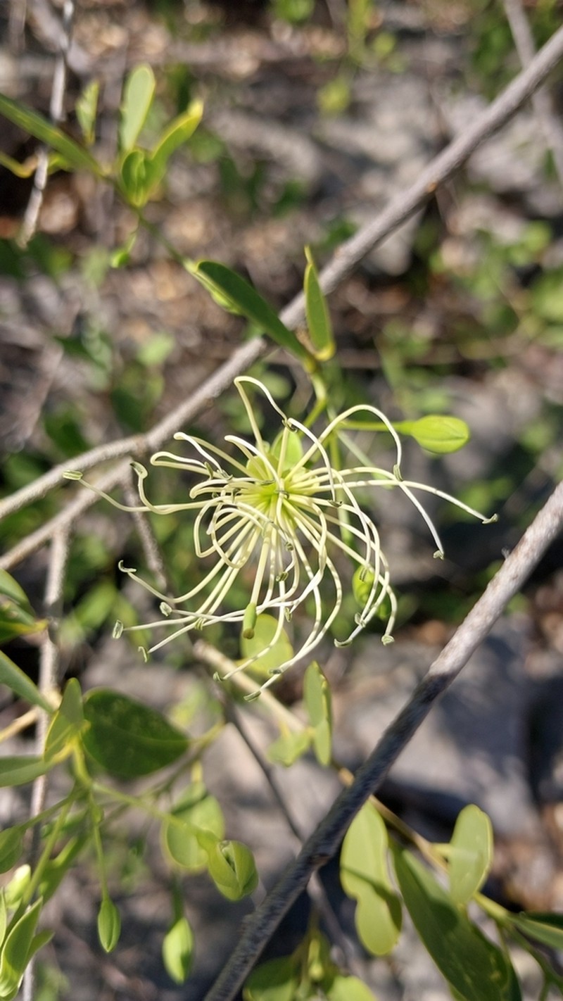 Maerua humbertii photo 7