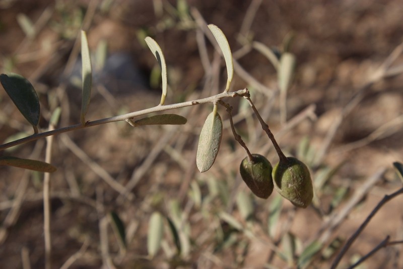 Maerua humbertii photo 8