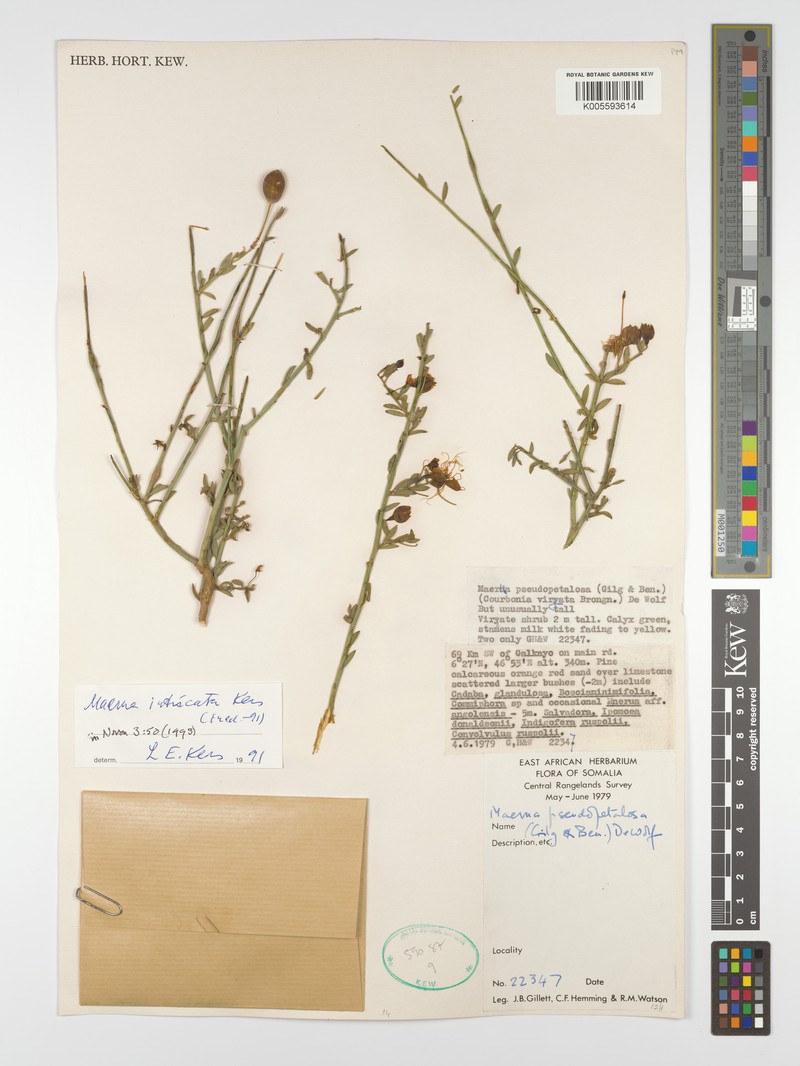 Maerua intricata photo 2