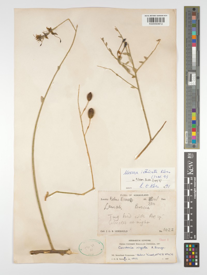 Maerua intricata photo 3