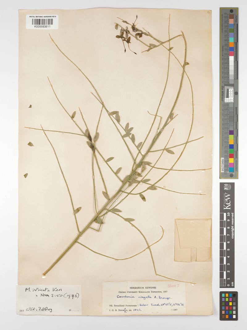 Maerua intricata photo 4