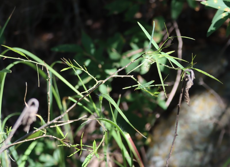 Maerua juncea subsp. crustata