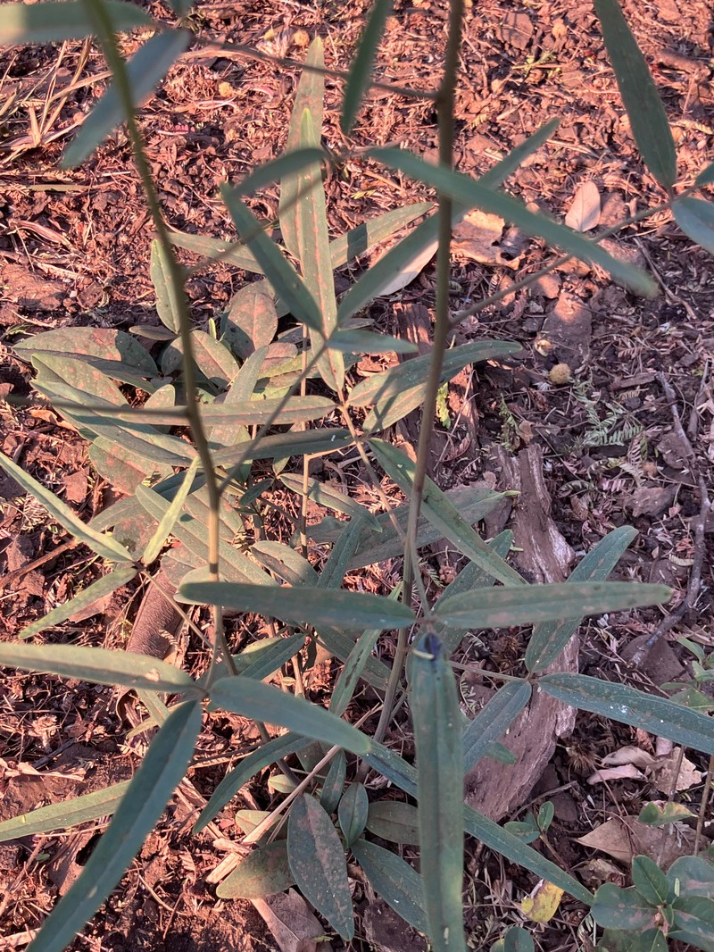 Maerua juncea subsp. crustata photo 2