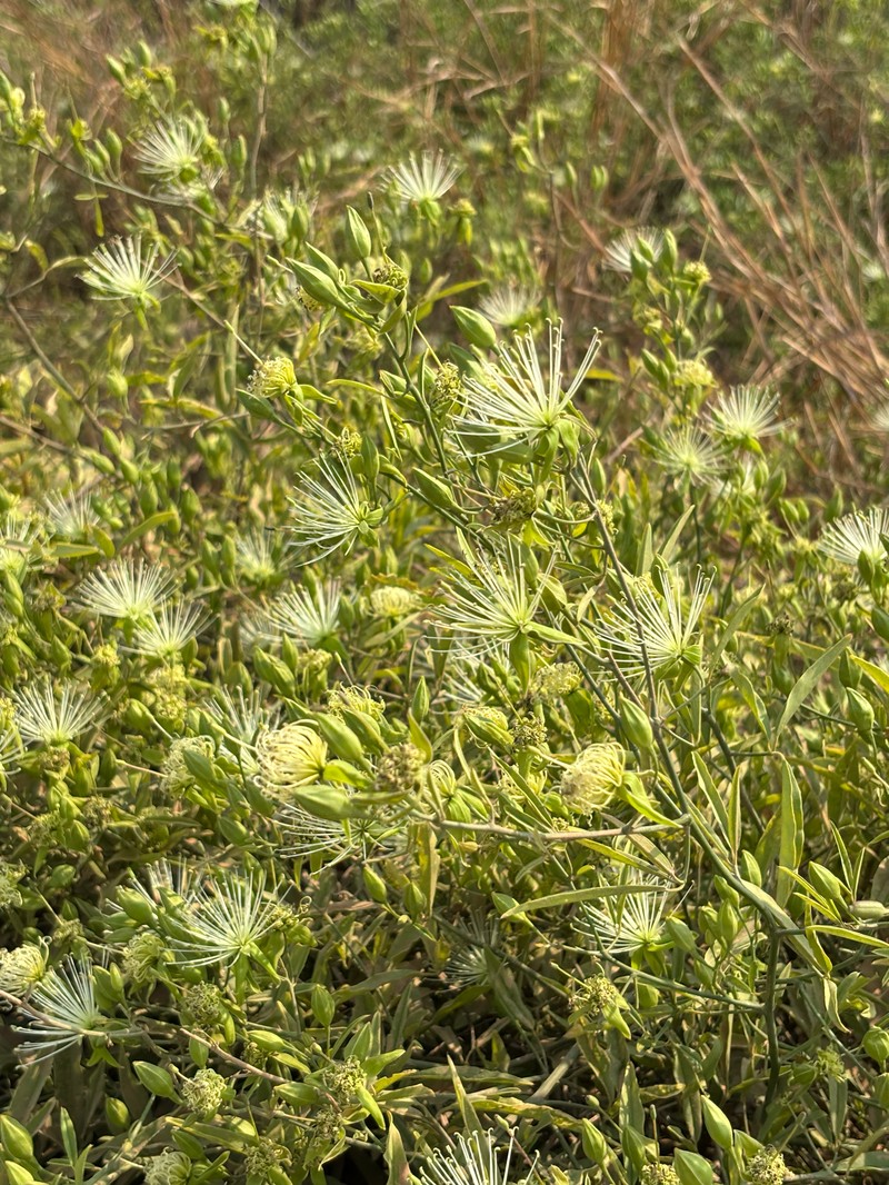 Maerua juncea subsp. crustata photo 3