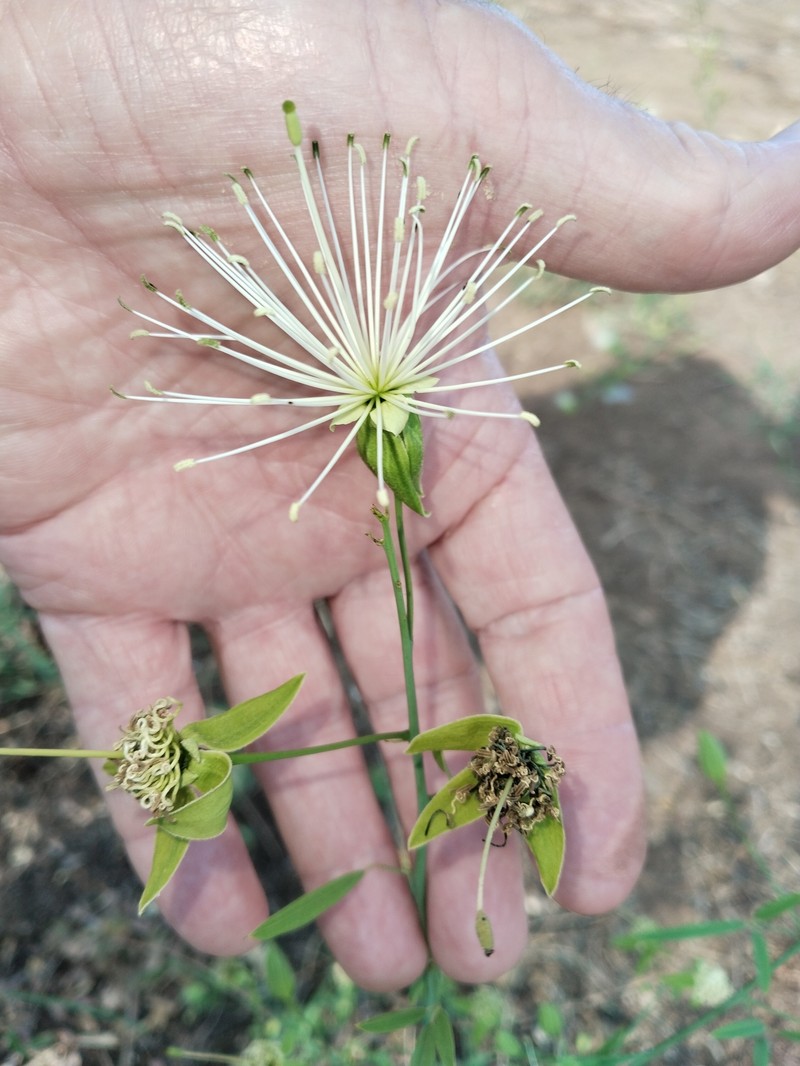 Maerua juncea subsp. crustata photo 4