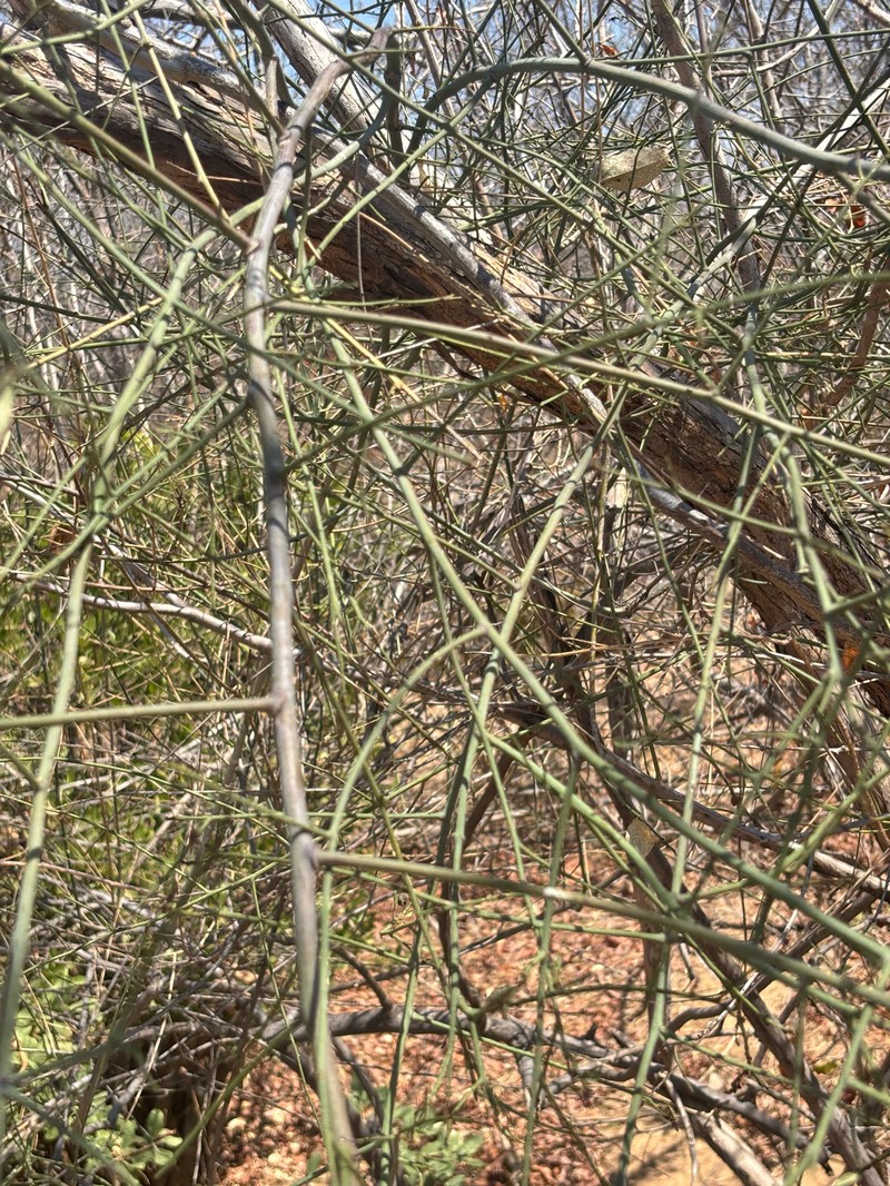 Maerua juncea subsp. juncea