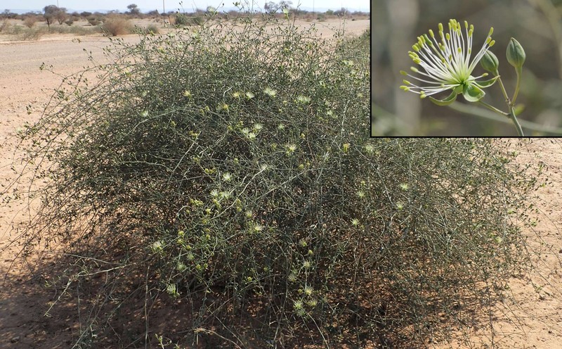 Maerua juncea subsp. juncea photo 2