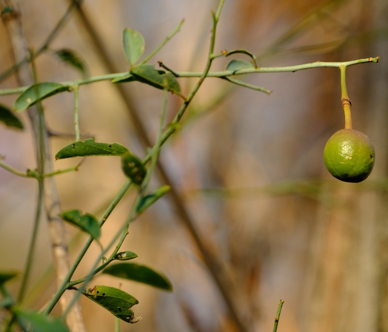 Maerua juncea subsp. juncea photo 3