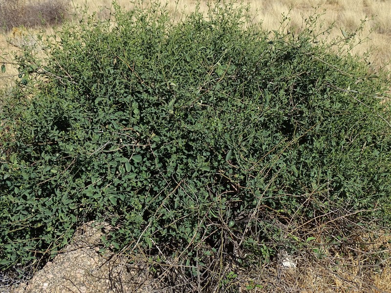 Maerua juncea subsp. juncea photo 4